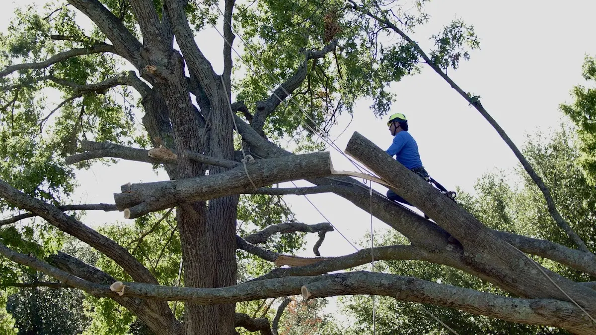 Professional Crown Thinning performed by certified arborists in Luxora